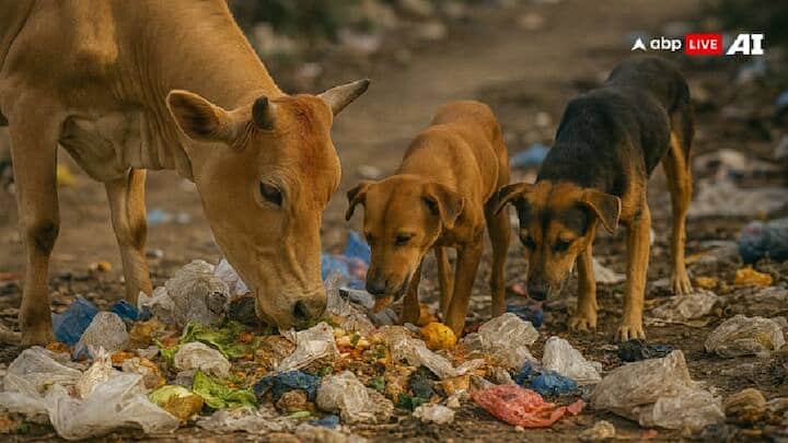 કુદરતે પ્રાણીઓનું પાચનતંત્ર વધુ કઠોર અને આક્રમક બનાવેલુ છે. તેમના પેટ સૂક્ષ્મજીવો, ગંદકી અને ઝેરી પદાર્થોને સહન કરવા માટે રચાયેલ છે.
