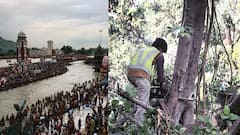 साधूग्रामच्या 1800 झाडांचा प्रश्न सुटेना, त्यात पालिकेने कुंभमेळ्यातील STP प्रकल्पासाठी 300 झाडं तोडली; पर्यावरणप्रेमी झाडांवर चढली