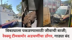 बिबट्याला पकडण्यासाठी जीवाची बाजी; रेस्क्यू टीमसमोर अडचणींचा डोंगर, गाड्या बंद, तीन गनपैकी दोन नादुरुस्त
