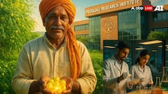 વેસ્ટ ટુ વેલ્થ: બેકાર નથી આમળાના બીજ, પતંજલિના રિસર્ચે દુનિયાને ચોંકાવી !