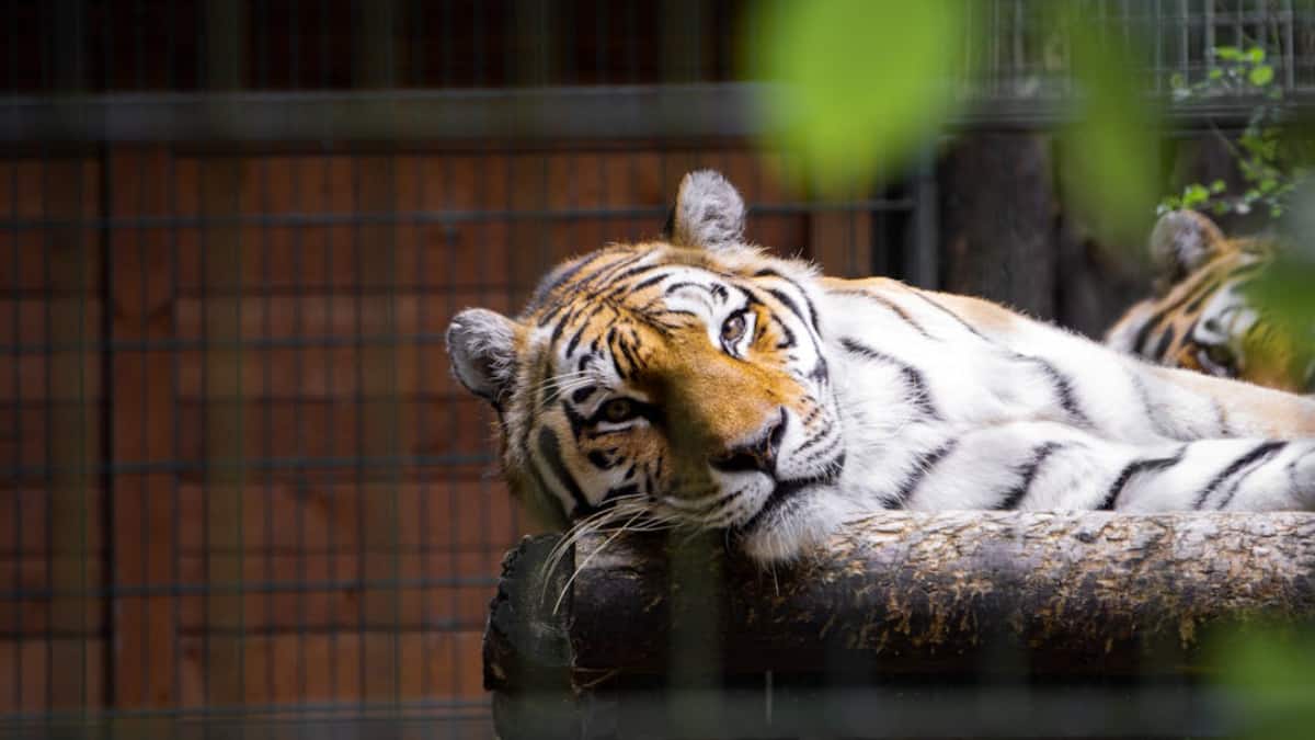 Tiger Hit By Train, Dragged 25 Feet In MP’s Ratapani Reserve; Second Death In A Week