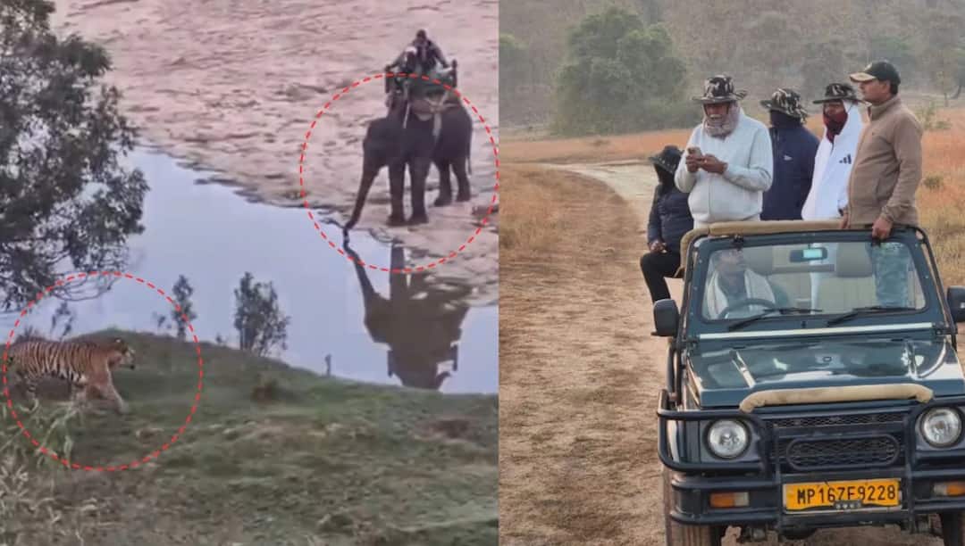 MP: पन्ना टाइगर रिजर्व में मंत्रियों को बाघ दिखाने का वीडियो वायरल, NTCA से की गई शिकायत Panna Tiger Reserve Ministers Violate Wildlife Rules for Tiger Viewing ann MP: पन्ना टाइगर रिजर्व में मंत्रियों को बाघ दिखाने का वीडियो वायरल, NTCA से की गई शिकायत