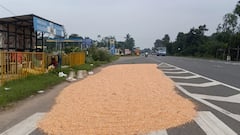 மக்காச்சோளம் அறுவடை பணியில் தஞ்சை மாவட்ட விவசாயிகள் தீவிரம்