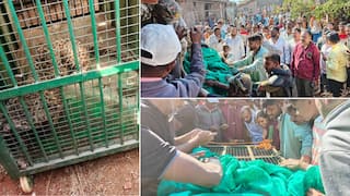 सांगली : घरात घुसलेला बिबट्या दीड तासाच्या प्रयत्नाने जेरबंद; बिबट्याला पकडताना पाहण्यासाठी लोकांची झुंबड