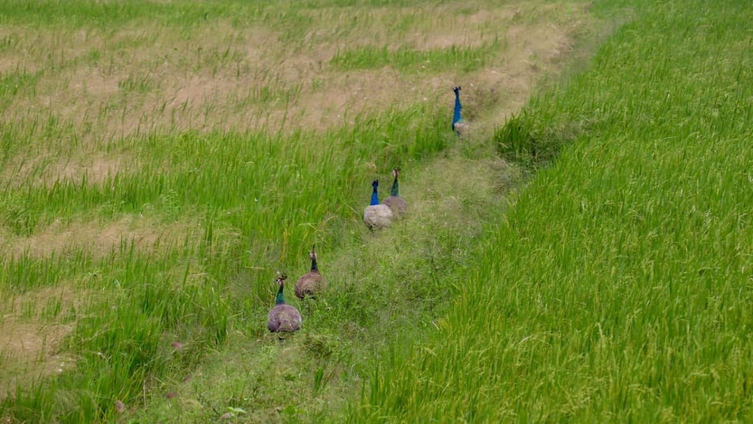 சம்பா சாகுபடி வயல்களில் பயிர்களை சேதப்படுத்தும் மயில்கள்... செய்வதறியாது தவிக்கும் விவசாயிகள்