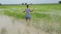 மழையால் சேதமடைந்த பயிர்கள் கணக்கெடுப்பு பணி: வேளாண் இணை இயக்குனர் கூறிய தகவல்