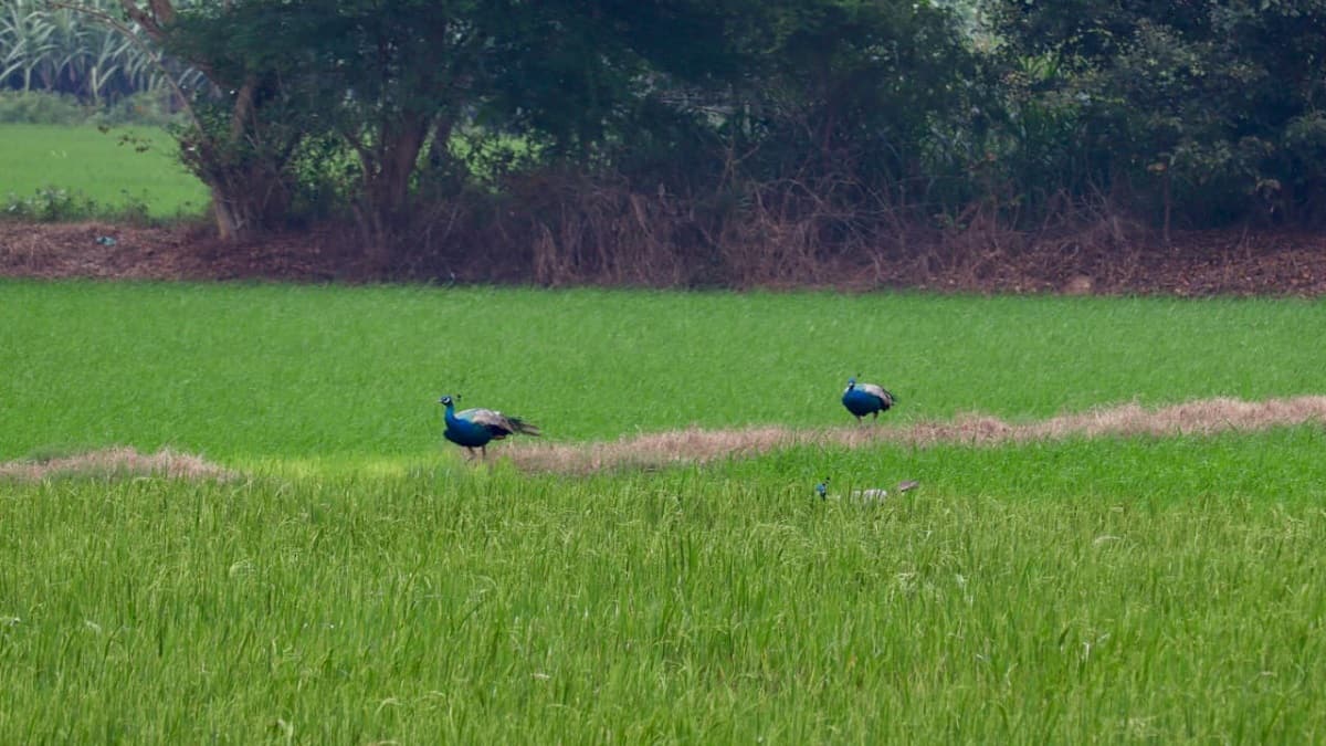 சம்பா சாகுபடி வயல்களில் பயிர்களை சேதப்படுத்தும் மயில்கள்... செய்வதறியாது தவிக்கும் விவசாயிகள்