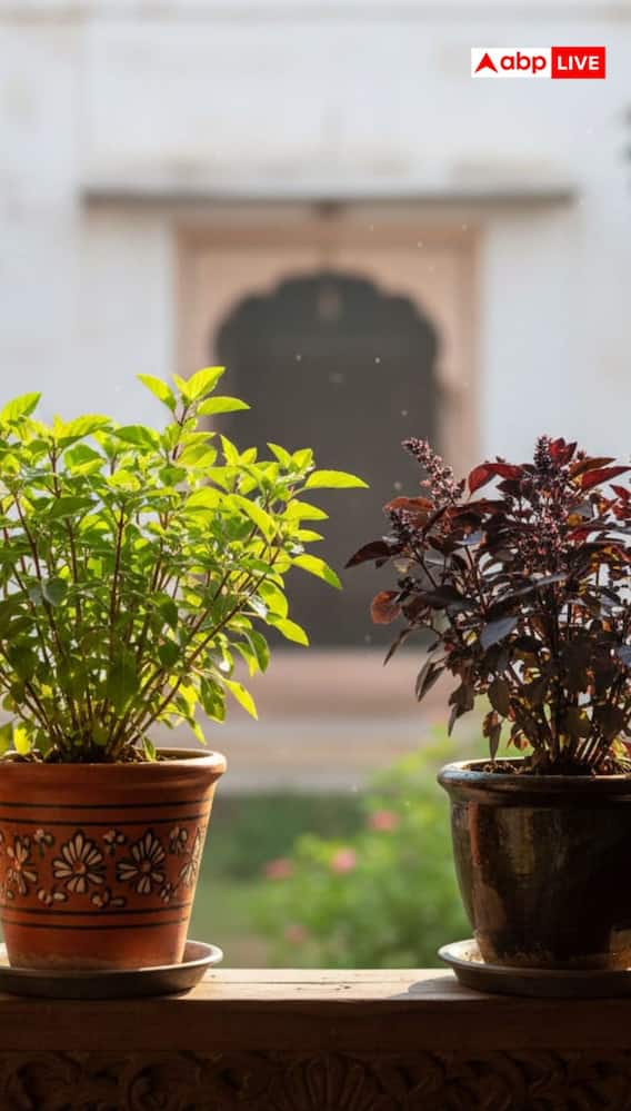 रामा या श्यामा, घर में कौन सी तुलसी लगाना है शुभ?