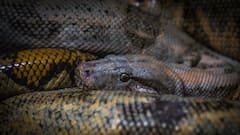 ‘Absurd’: Chhattisgarh Teachers Hit Out At Order To Monitor Stray Dogs, Snakes & Scorpions