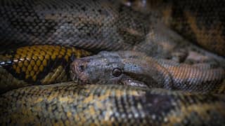 ‘Absurd’: Chhattisgarh Teachers Hit Out At Order To Monitor Stray Dogs, Snakes & Scorpions