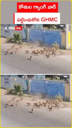 కోతుల గ్యాంగ్ వార్