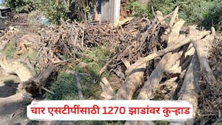 Nashik Tree Cutting: तपोवनातील वृक्षतोडीचा मुद्दा तापलेला असतानाच चार एसटीपींसाठी 1270 झाडांवर कुऱ्हाड, बदल्यात 17,680 रोपांची लागवड केल्याचा नाशिक मनपाचा दावा