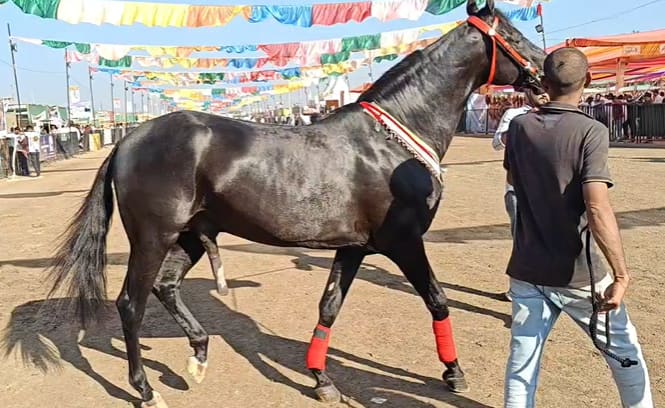 सारंगखेड्याच्या चेतक फेस्टिव्हलमध्ये गुजरातमधून आलेला ‘ब्रम्होस’ हा घोडा अवतरताच बाजारभर प्रचंड गर्दी उसळली.