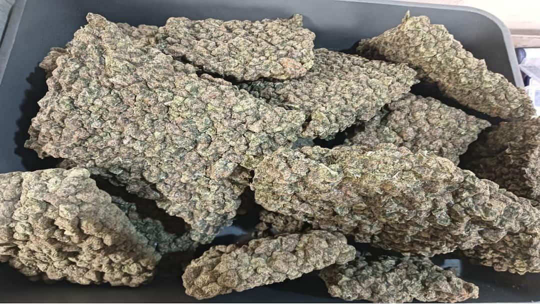 मुंबई एयरपोर्ट पर कस्टम विभाग की बड़ी कार्रवाई, बैंकॉक से आए 5 लोगों से हाइड्रोपोनिक वीड बरामद Mumbai Airport Customs big action seizure of 42 point 898 kilogram hydroponic weed from Bangkok passengers ann मुंबई एयरपोर्ट पर कस्टम विभाग की बड़ी कार्रवाई, बैंकॉक से आए 5 लोगों से हाइड्रोपोनिक वीड बरामद