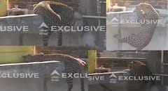 Nagpur News: नागपूरच्या भवानी नगर भागात पुन्हा बिबट्याचा शिरकाव? स्थानिकांचा दावा, परिसरात भीतीचं वातावरण