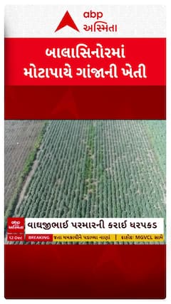 Mahisagar Police : મહીસાગર જિલ્લામાં ગાંજાના મોટા વાવેતરનો પર્દાફાશ