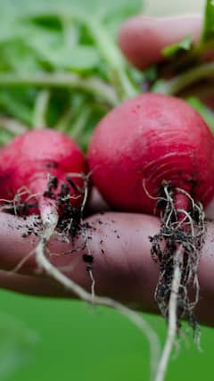 7 Things That Happen When You Eat Beetroot Regularly