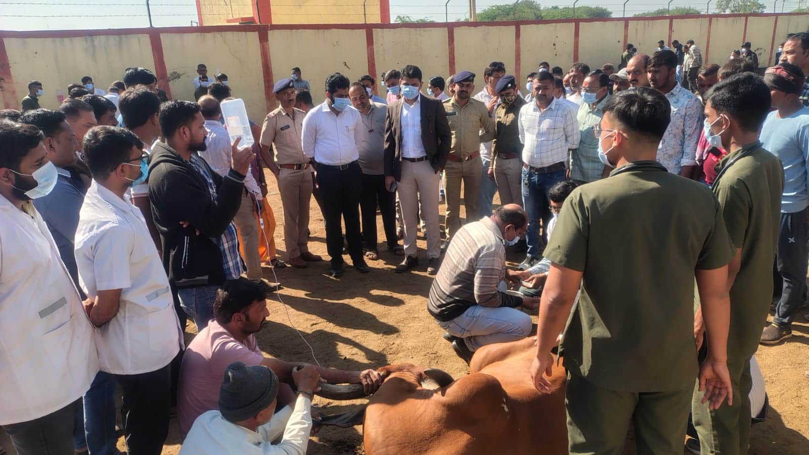 રાજકોટમાં અરેરાટી: કોટડા સાંગાણીની ગૌશાળામાં ફૂડ પોઈઝનિંગથી 80 ગાયોના ટપોટપ મોત, કલેક્ટર ઘટનાસ્થળે દોડી ગયા