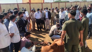 રાજકોટમાં અરેરાટી: કોટડા સાંગાણીની ગૌશાળામાં ફૂડ પોઈઝનિંગથી 80 ગાયોના ટપોટપ મોત, કલેક્ટર ઘટનાસ્થળે દોડી ગયા