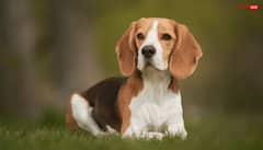 Dog Astrology: घर में काला, सफेद या भूरा किस रंग का कुत्ता पालना शुभ