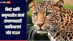 बिबटे आणि मनुष्यातील संघर्ष संपवण्यासाठी वनविभागाचं महत्वाचं पाऊल, जुन्नरमध्ये आत्तापर्यंत 68 बिबटे पकडले, नेमक्या काय आहेत उपाययोजना