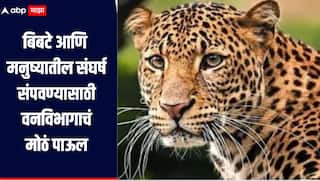 बिबटे आणि मनुष्यातील संघर्ष संपवण्यासाठी वनविभागाचं महत्वाचं पाऊल, जुन्नरमध्ये आत्तापर्यंत 68 बिबटे पकडले, नेमक्या काय आहेत उपाययोजना