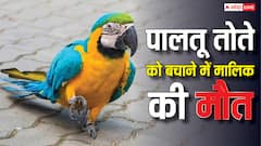 बेंगलुरु में पालतू मैकॉ को बचाना पड़ा भारी, मालिक की ऐसे चली गई जान