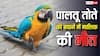 बेंगलुरु में पालतू मैकॉ को बचाना पड़ा भारी, मालिक की ऐसे चली गई जान