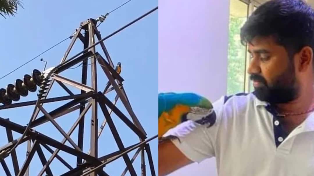 Bengaluru: இளைஞரின் உயிரை பறித்த கிளி.. மின்சாரம் தாக்கி பலியான நபர்!