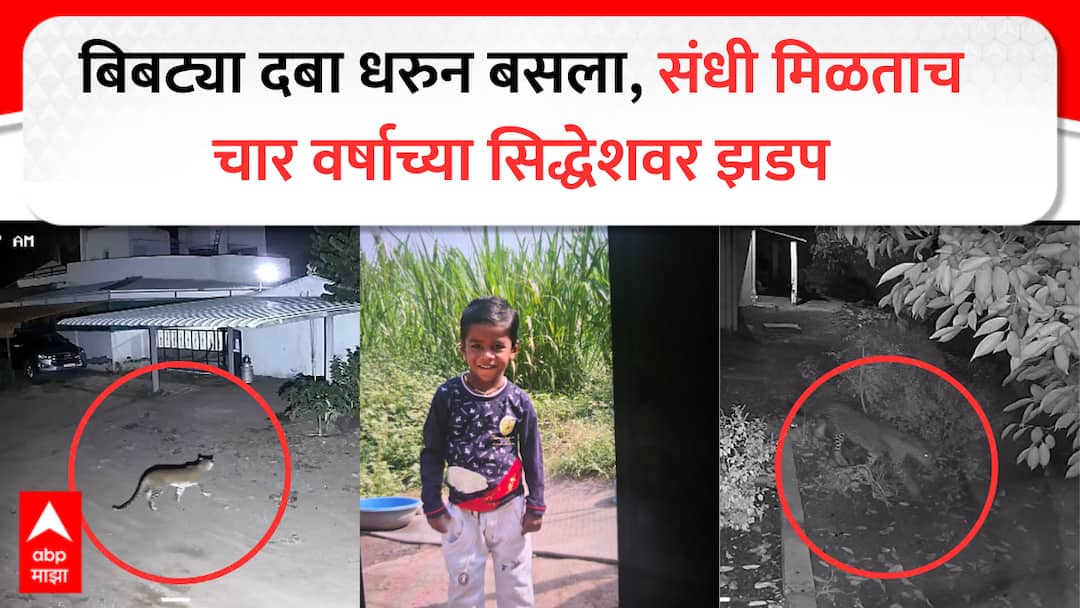 Ahilyanagar : दबा धरून बसला, संधी मिळताच बिबट्याने सिद्धेशवर झडप घातली; चार वर्षाच्या चिमुकल्याचा जागेवरच मृत्यू ahilyanagar leopard attack 4 years old boy death sangamner jawale kadlag marathi news Ahilyanagar : दबा धरून बसला, संधी मिळताच बिबट्याने सिद्धेशवर झडप घातली; चार वर्षाच्या चिमुकल्याचा जागेवरच मृत्यू