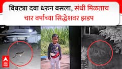 दबा धरून बसला, संधी मिळताच बिबट्याने सिद्धेशवर झडप घातली; चार वर्षाच्या चिमुकल्याचा जागेवरच मृत्यू