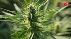 कितना महंगा नशा है हाइड्रोपोनिक वीड, गांजा और चरस से ये कितना अलग?