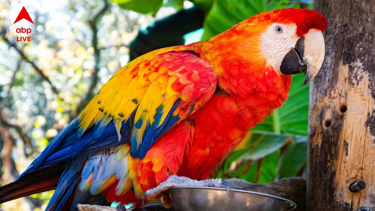 Electrocuted: মর্মান্তিক ! পোষ্যকে ম্যাকাওকে বাঁচাতে গিয়ে বিদ্যুৎস্পৃষ্ট হয়ে মৃত্যু যুবকের