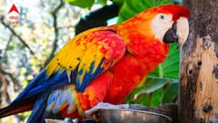 মর্মান্তিক ! পোষ্য ম্যাকাওকে বাঁচাতে গিয়ে বিদ্যুৎস্পৃষ্ট হয়ে মৃত্যু যুবকের