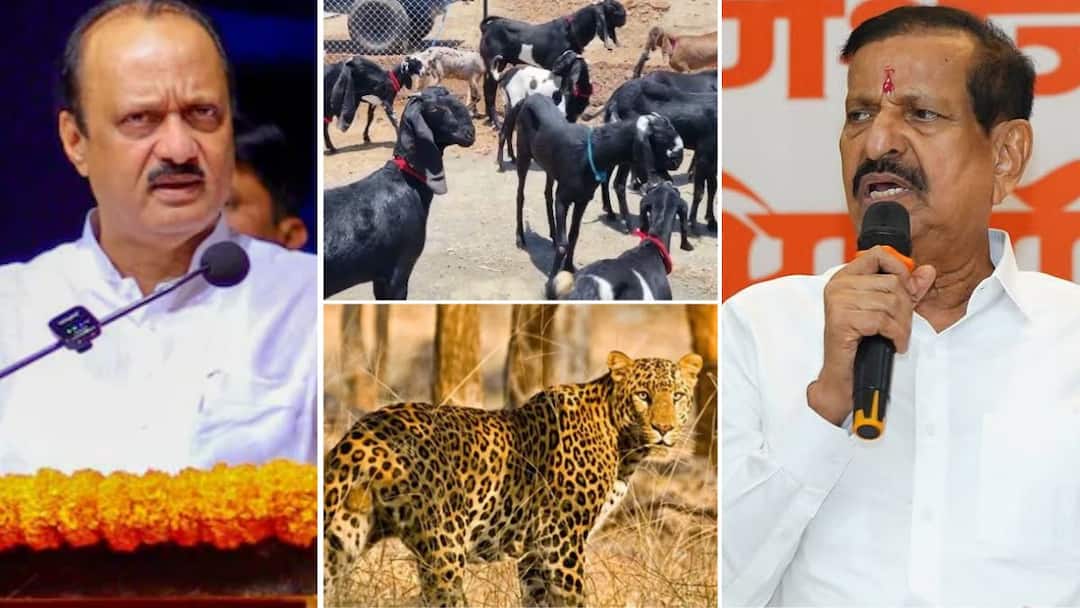 चांदा ते बांदा बिबट्यांच्या हैदोसावर वनमंत्र्यांकडून थेट एक कोटी शेळ्यांचा नजराणा, अजित पवारांनी फक्त एका वाक्यात विषय संपवला what did ajit pawar say about the idea of releasing goats into the forest for leopards चांदा ते बांदा बिबट्यांच्या हैदोसावर वनमंत्र्यांकडून थेट एक कोटी शेळ्यांचा नजराणा, अजित पवारांनी फक्त एका वाक्यात विषय संपवला