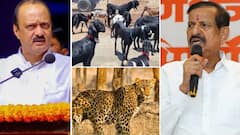 चांदा ते बांदा बिबट्यांच्या हैदोसावर वनमंत्र्यांकडून थेट एक कोटी शेळ्यांचा नजराणा, अजित पवारांनी फक्त एका वाक्यात विषय संपवला