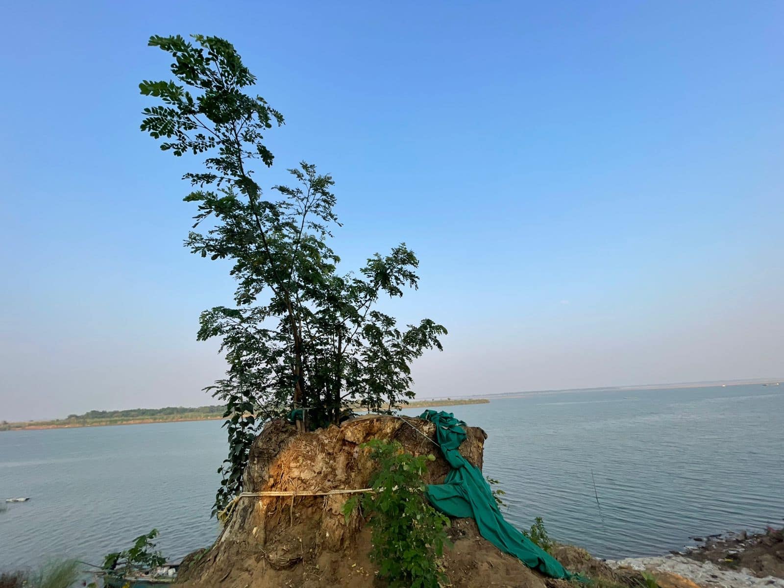 Movie Shootings Famous Tree: సినిమా చెట్టు బతికిందోచ్.. ప్రాణం పెట్టి కాపాడితే రిజల్ట్ ఎలా ఉందో చూశారా..