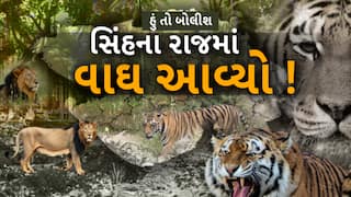 Hun To Bolish : હું તો બોલીશ : સિંહના રાજમાં વાઘ આવ્યો
