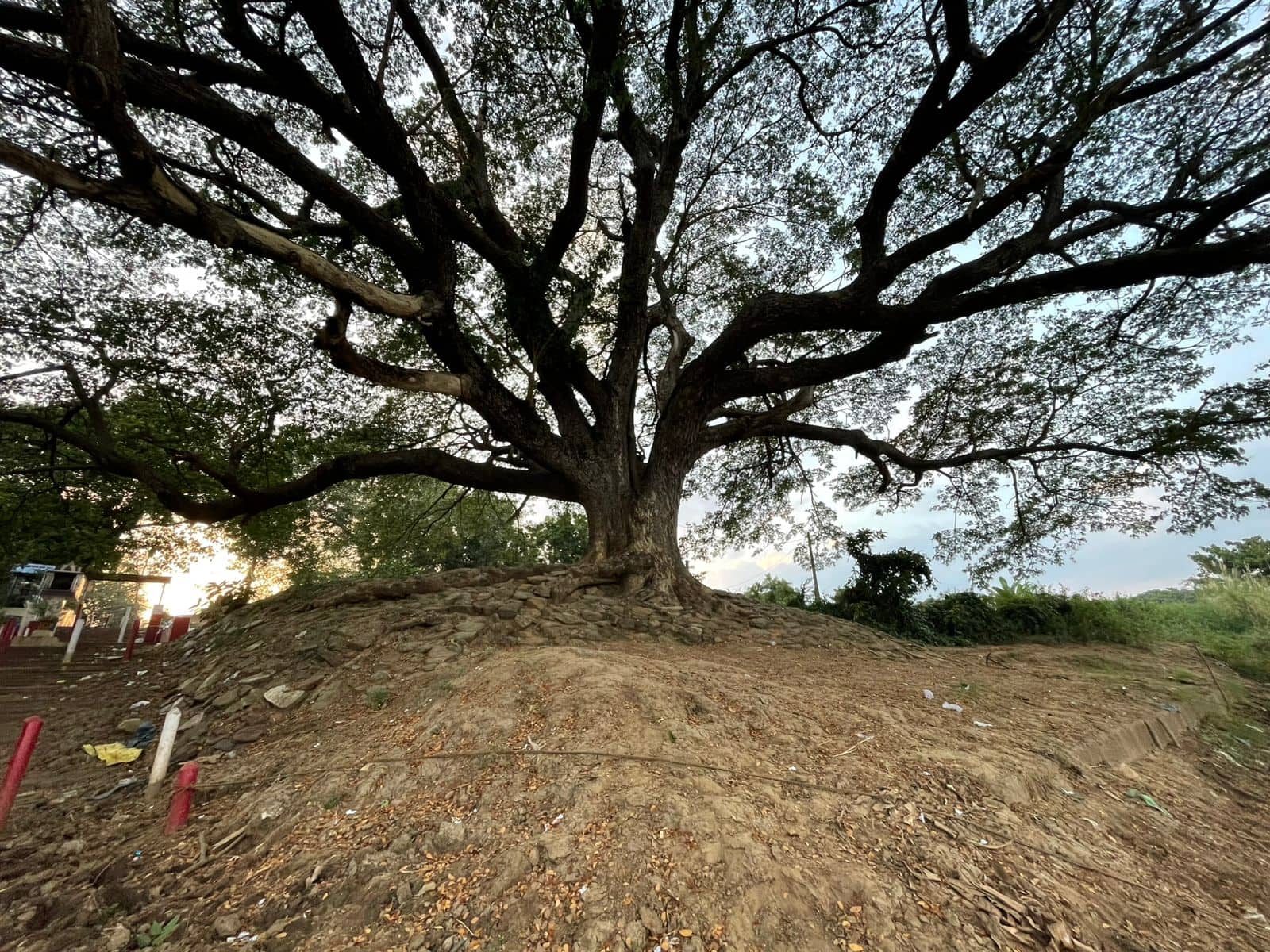 Movie Shootings Famous Tree: సినిమా చెట్టు బతికిందోచ్.. ప్రాణం పెట్టి కాపాడితే రిజల్ట్ ఎలా ఉందో చూశారా..