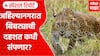 Ahilyanagar Leopard : अहिल्यानगरात बिबट्याची दहशत कधी संपणार? Special Report
