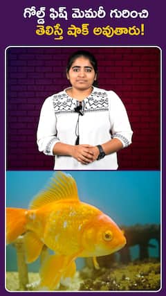 గోల్డ్ ఫిష్ మెమరీ గురించి తెలిస్తే షాక్ అవుతారు!