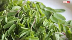 Health Tips: ડાયાબિટીસ અને કોલેસ્ટ્રોલના દર્દીઓ માટે 'રામબાણ' છે આ પાન, સવારે ખાલી પેટે સેવન કરવાથી થશે ફાયદો