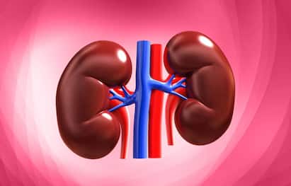 Health Tips : किडनी हा शरीरातील एक महत्वाचा अवयव आहे जो शरीराला निरोगी ठेवण्यासाठी नियमित कार्यरत असतो. किडनी शरीरातील टाकाऊ पदार्थ तसेच अतिरिक्त द्रवपदार्थ युरिनच्या माध्यमातून शरीराबाहेर टाकते.