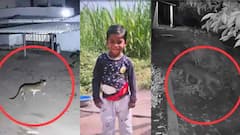 Maharashtra: दरवाजे पर खड़ा था 4 साल का मासूम, घास में छिपा था तेंदुआ, खींच ले गया... बच्चे की दर्दनाक मौत