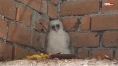 छत्तीसगढ़ के बेमेतरा में रहस्यमय सफेद पक्षी, गरुड़ मानकर पूजा करने उमड़ी भीड़, वन विभाग हैरान