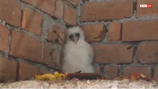 छत्तीसगढ़ के बेमेतरा में रहस्यमय सफेद पक्षी, गरुड़ मानकर पूजा करने उमड़ी भीड़, वन विभाग हैरान