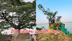 సినిమా చెట్టు బతికిందోచ్.. ప్రాణం పెట్టి కాపాడితే రిజల్ట్ ఎలా ఉందో చూశారా..