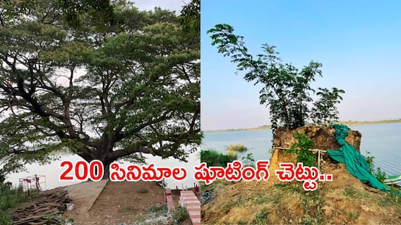 Movie Shootings Famous Tree: సినిమా చెట్టు బతికిందోచ్.. ప్రాణం పెట్టి కాపాడితే రిజల్ట్ ఎలా ఉందో చూశారా..