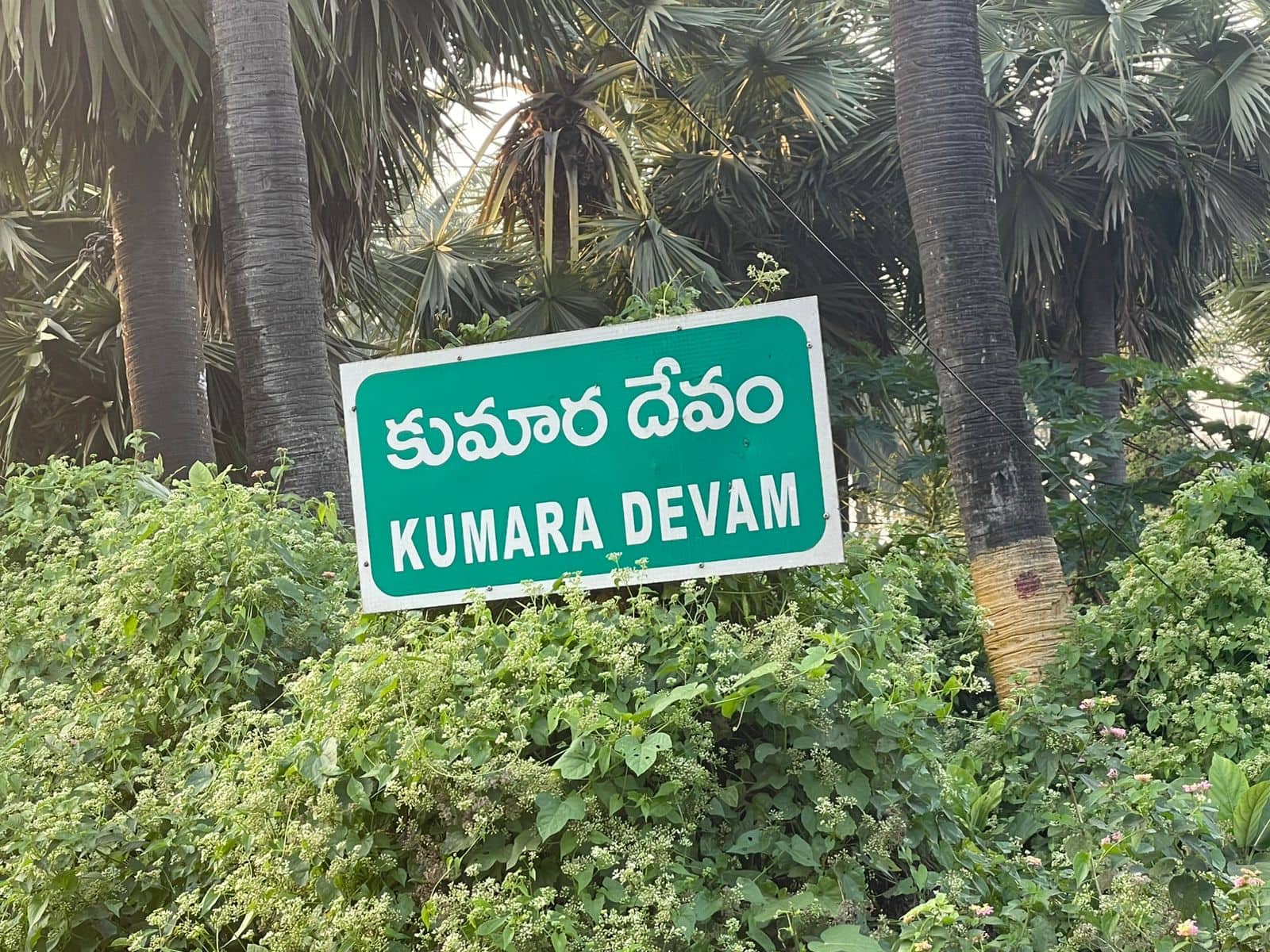 Movie Shootings Famous Tree: సినిమా చెట్టు బతికిందోచ్.. ప్రాణం పెట్టి కాపాడితే రిజల్ట్ ఎలా ఉందో చూశారా..