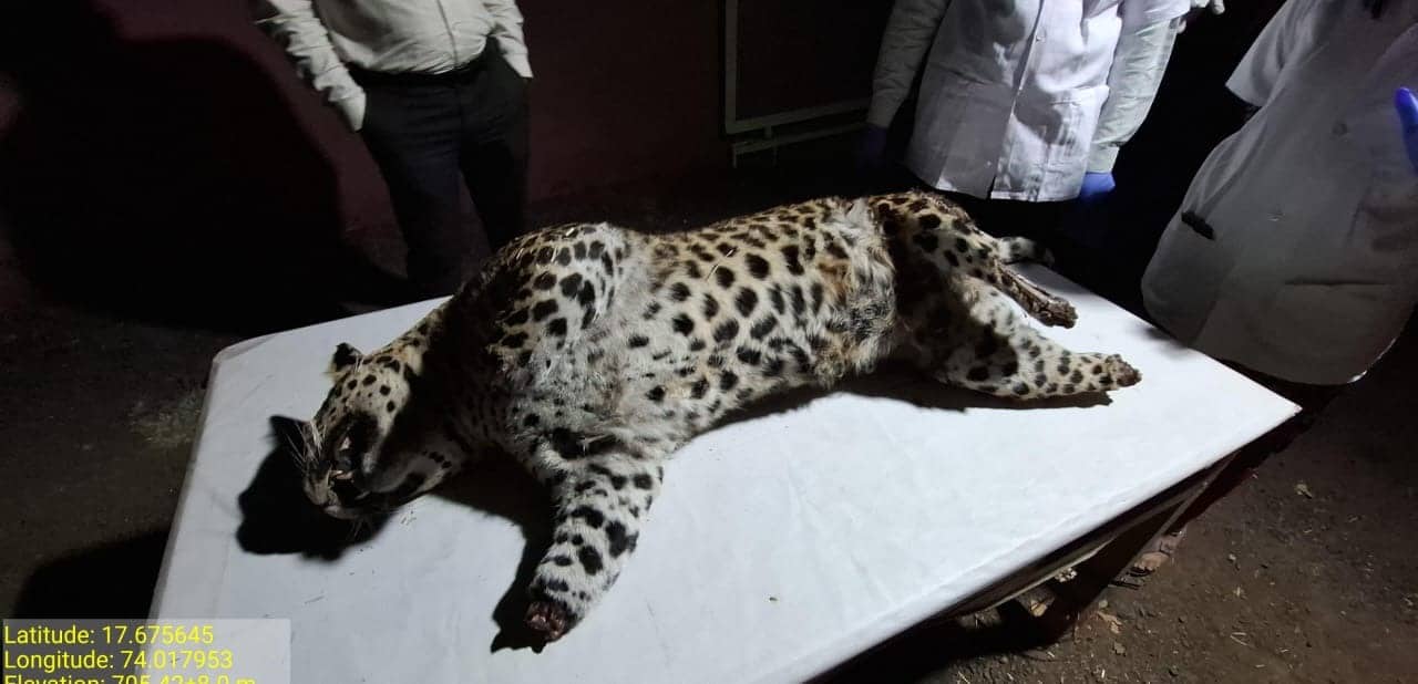 Satara Leopard: साताऱ्यात बिबट्याला भयंकर पद्धतीने संपवलं, चारही पंजे तोडले, 18 नखं गायब, जादूटोण्यासाठी वापर झाल्याचा संशय
